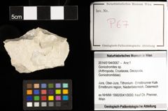 Foto (Objekt + Etiketten) von Goniodromites sp. 